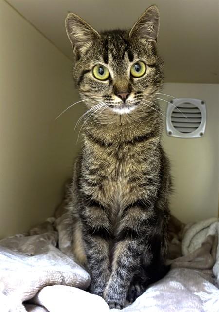 COCO, Adoptable, Young Female Domestic Long Hair.