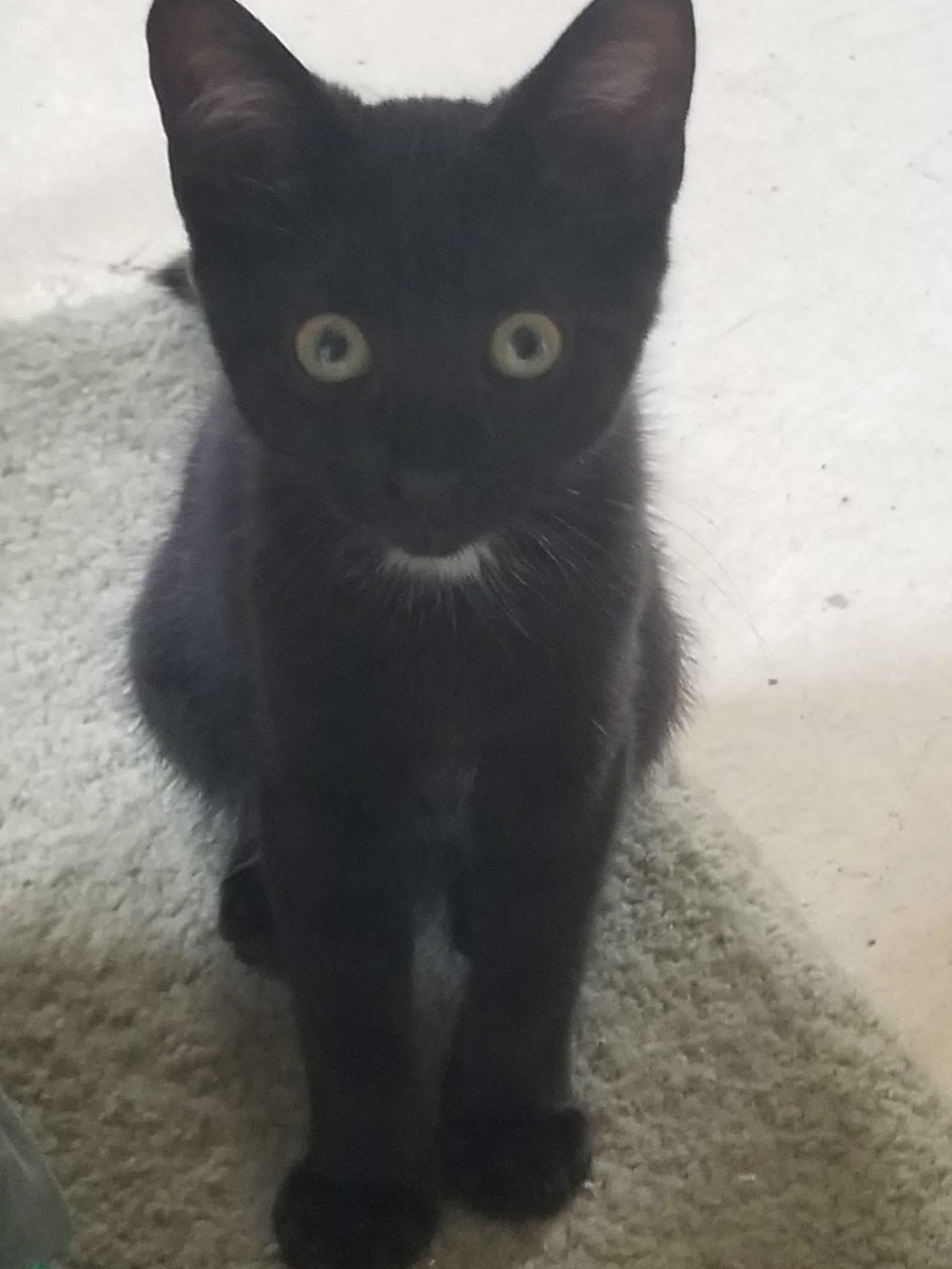 Enlarge Abby, an adopted Domestic Short Hair in Breinigsville, PA image 1/1
