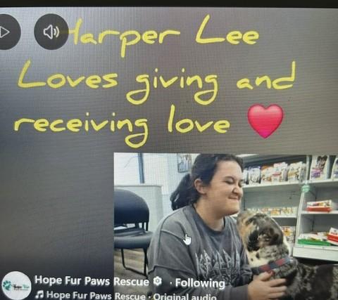 Enlarge Harper Lee, an adopted Pit Bull Terrier in Lonsdale, AR image 4/6