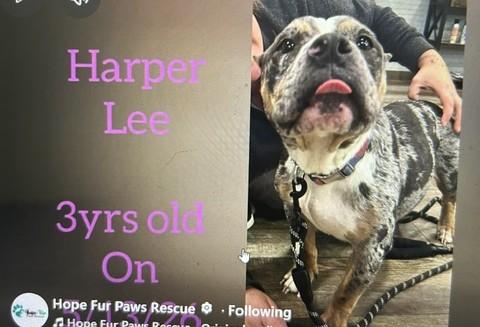 Enlarge Harper Lee, an adopted Pit Bull Terrier in Lonsdale, AR image 6/6
