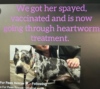 Enlarge Harper Lee, an adopted Pit Bull Terrier in Lonsdale, AR image 5/6