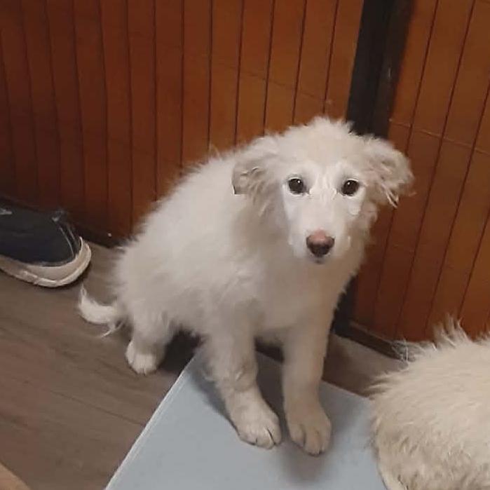 Winter, Adoptable, Puppy Female Great Pyrenees.