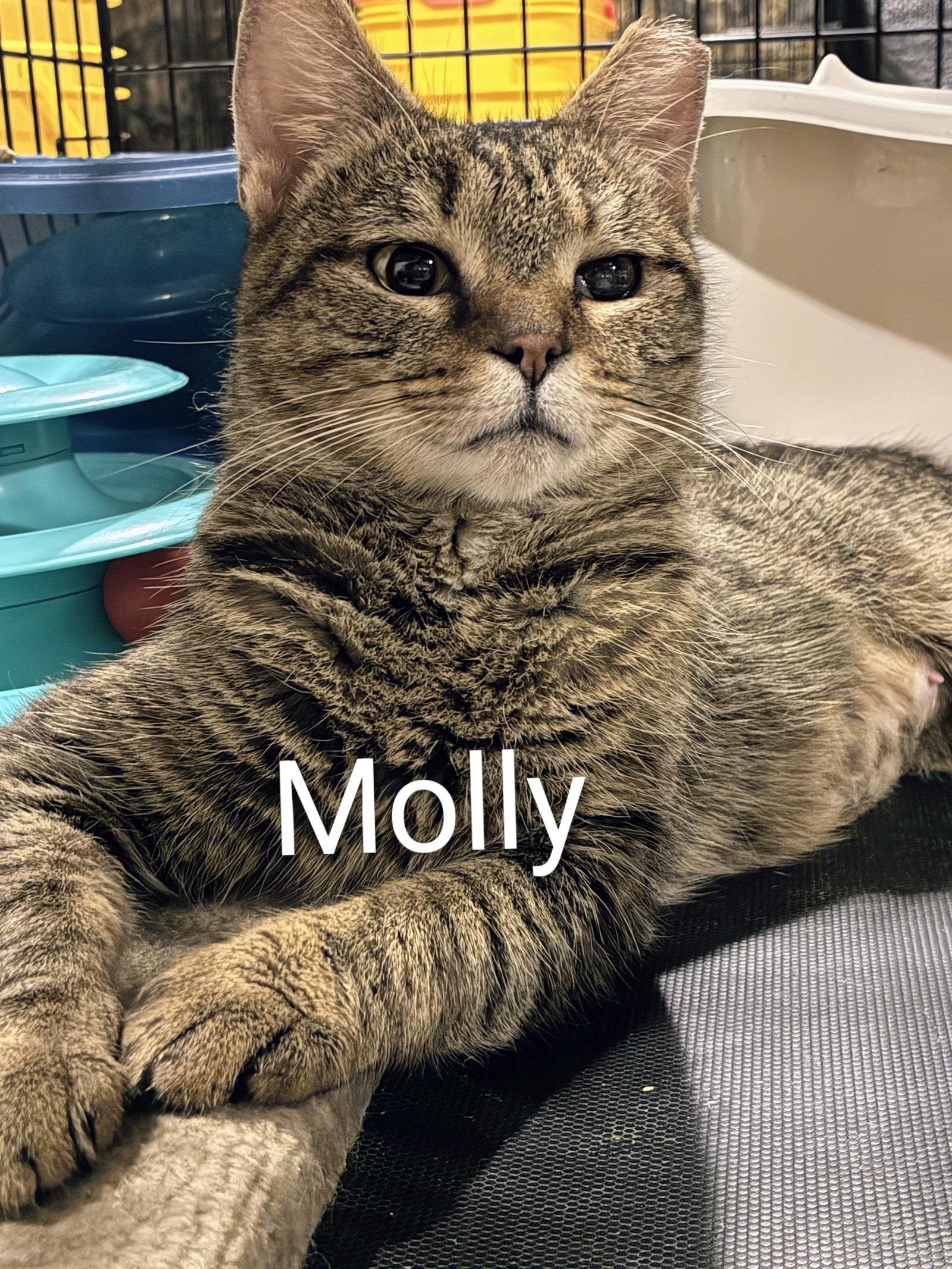 Enlarge Molly, a Adoptable Domestic Short Hair in Allentown, PA image 1/1