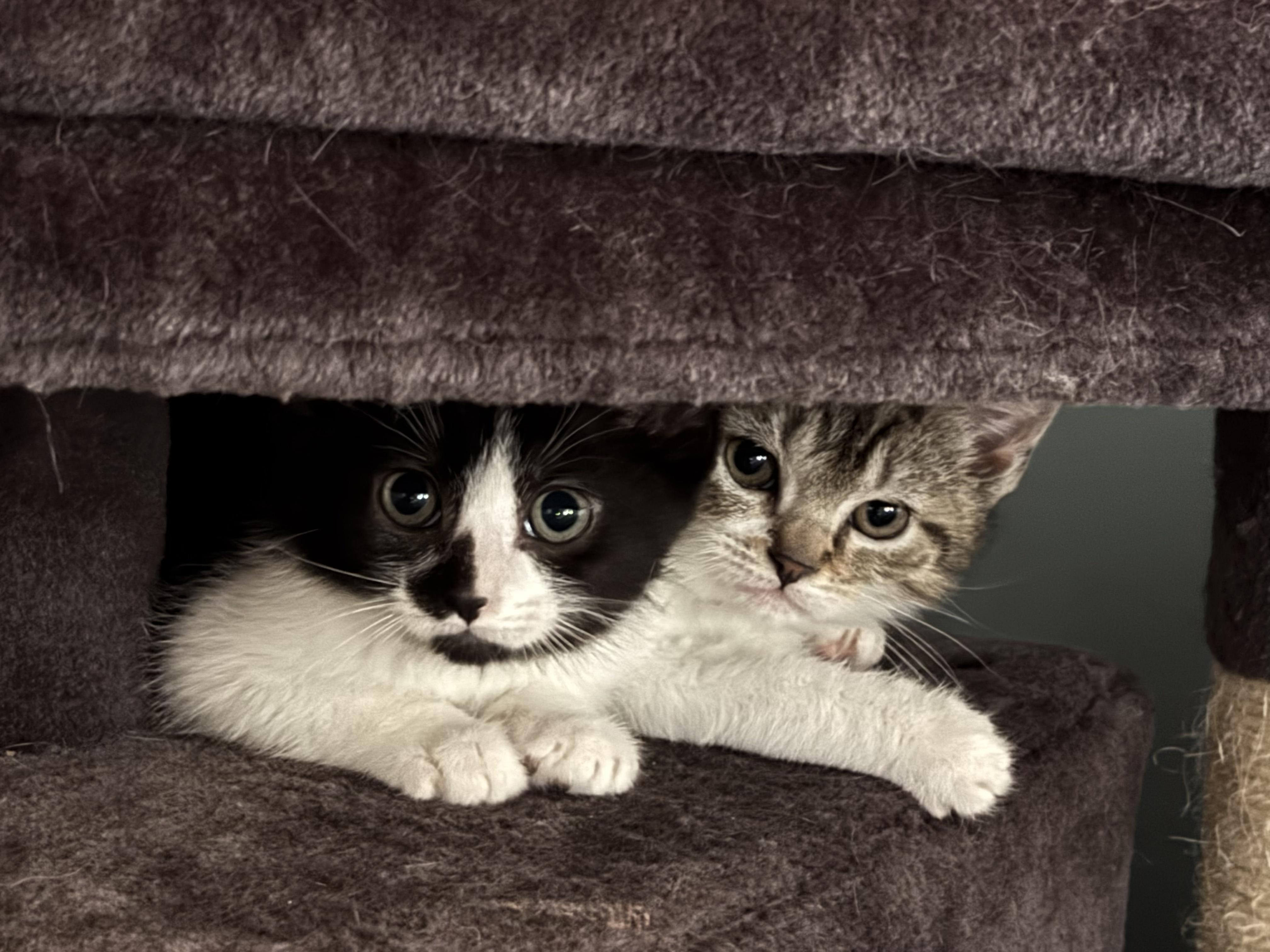 Enlarge Lilo, a Adoptable Domestic Short Hair in Tillamook, OR image 4/5