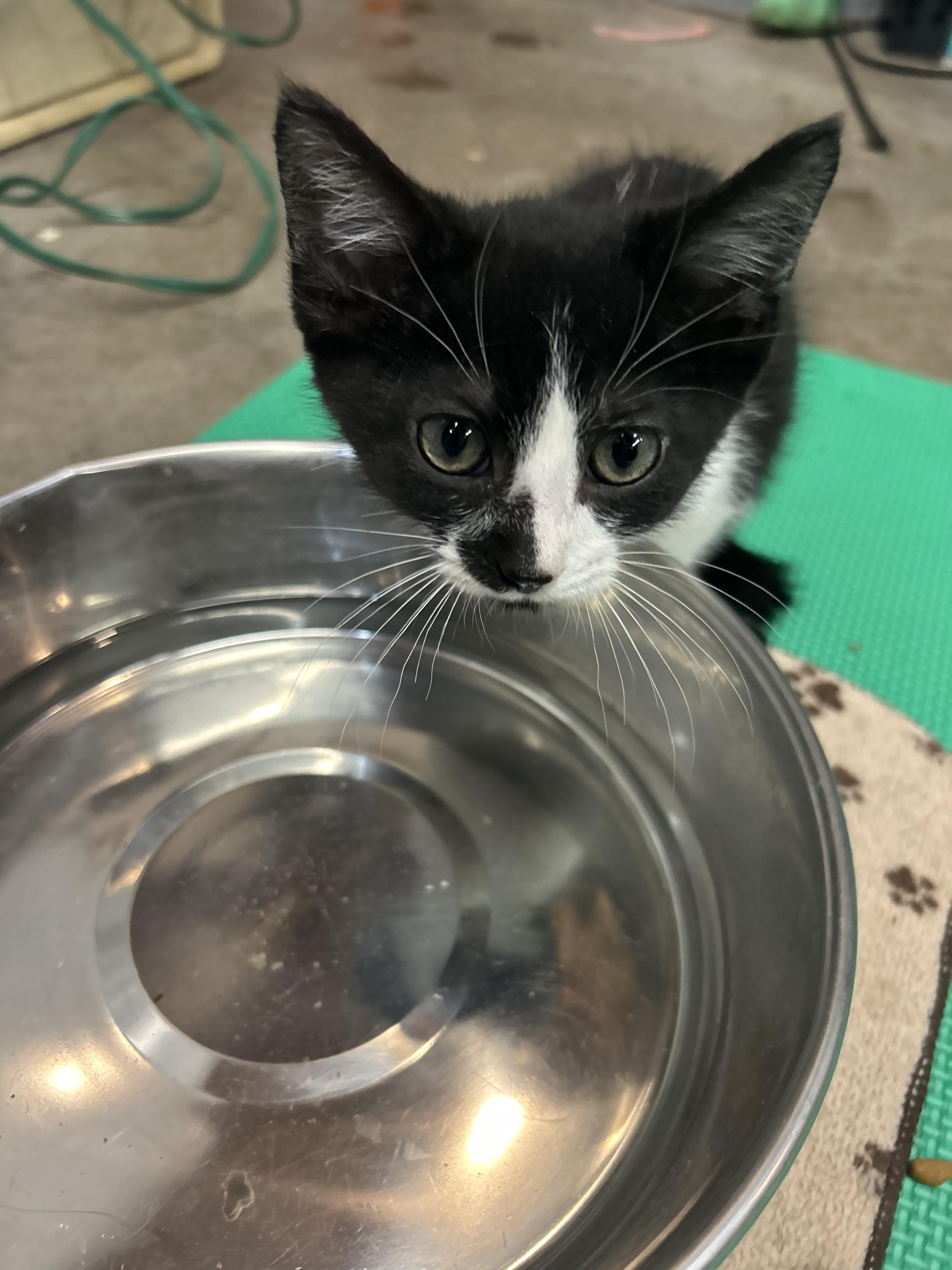 Enlarge Lilo, a Adoptable Domestic Short Hair in Tillamook, OR image 2/5