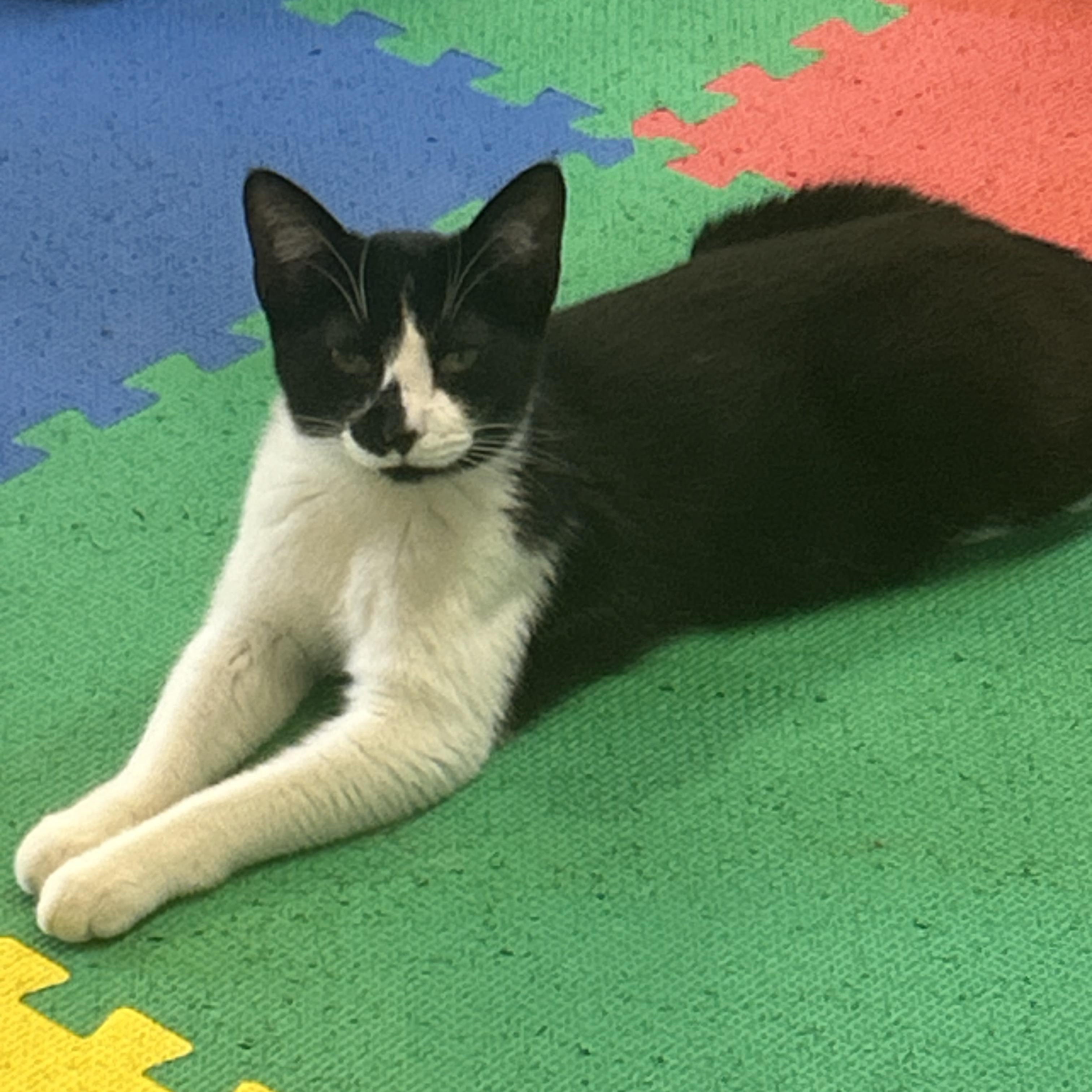 Lilo, adoptable, Young Male Domestic Short Hair.