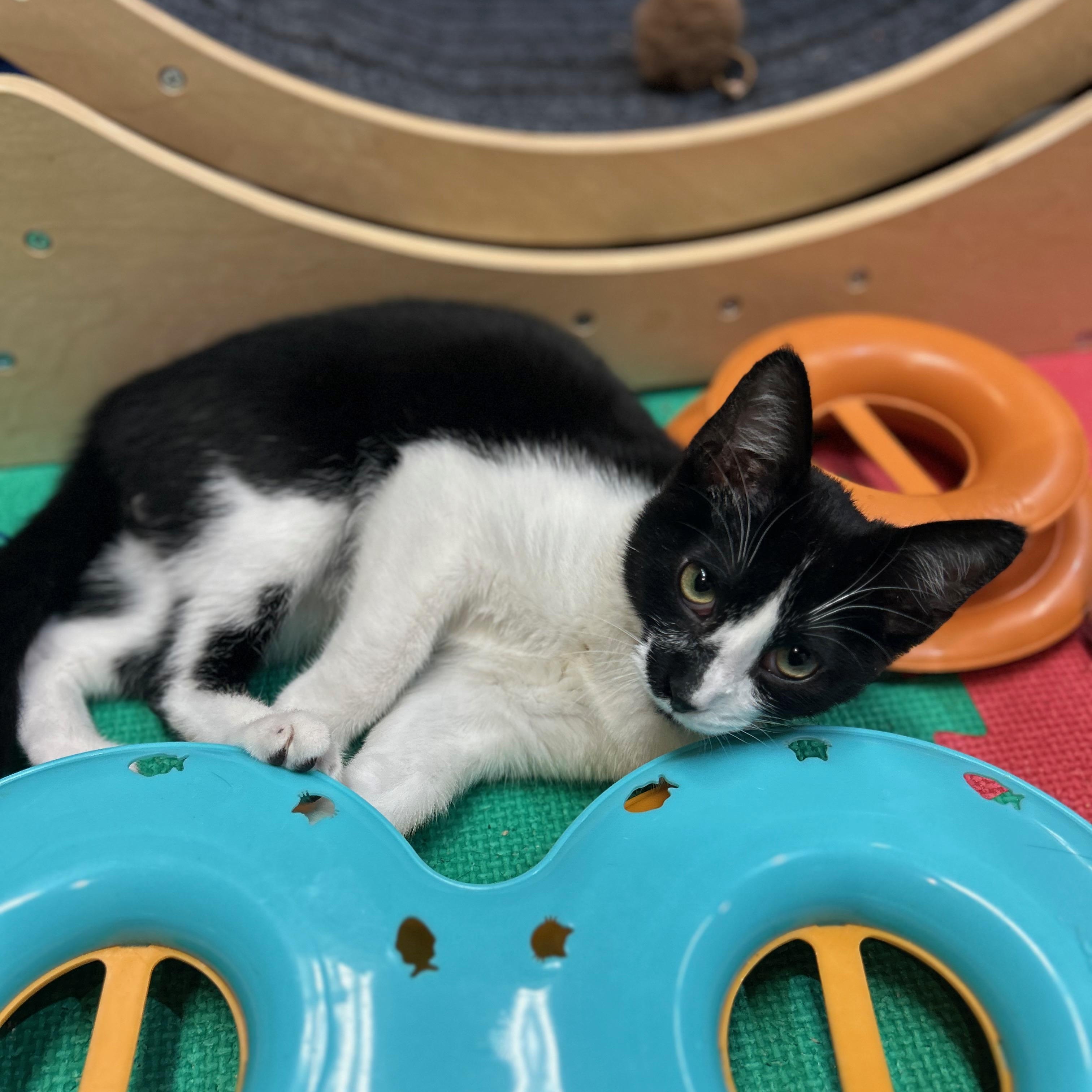Enlarge Lilo, an adoptable Domestic Short Hair in Tillamook, OR image 2/6