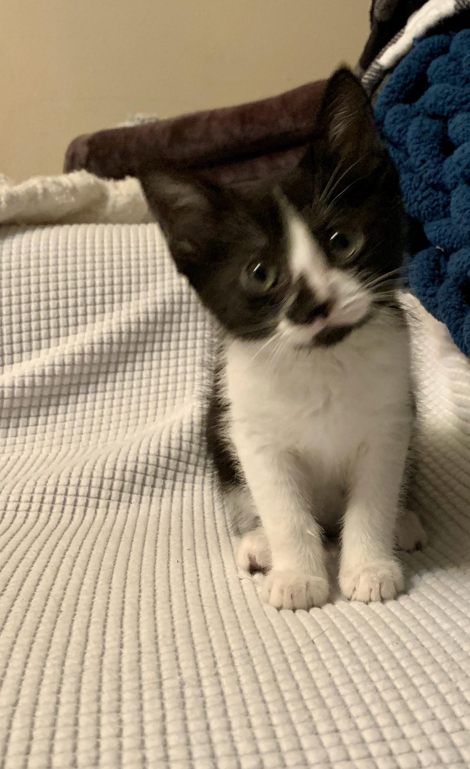 Lilo, Adoptable, Young Male Domestic Short Hair.