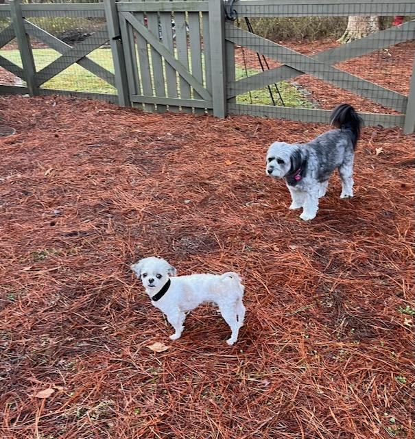 Enlarge KAI, an adopted mixed breed in Alpharetta, GA image 3/6
