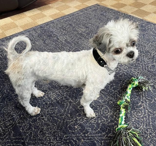 Enlarge KAI, an adopted mixed breed in Alpharetta, GA image 2/6
