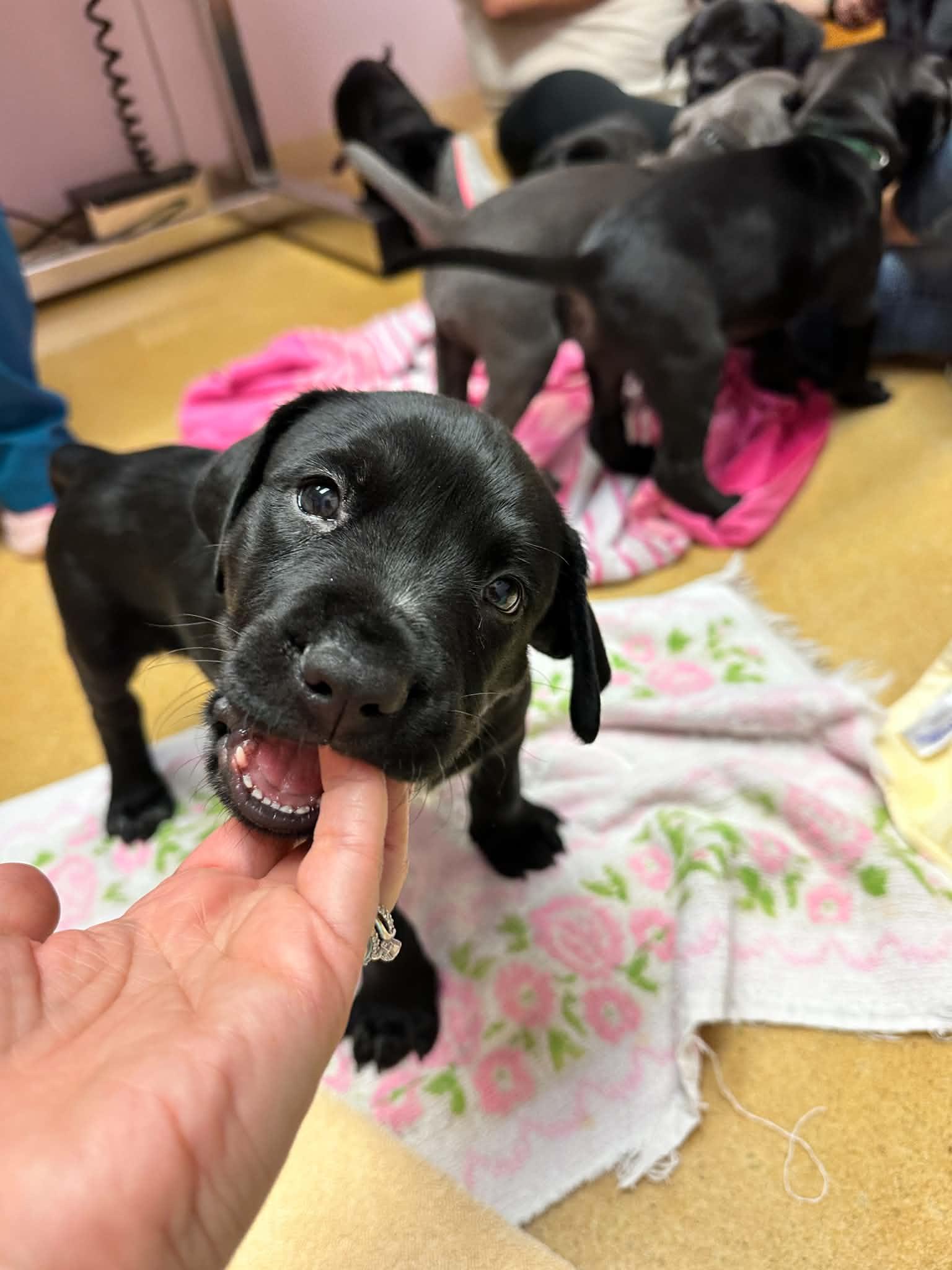 Theo, Adoptable, Young Male Pit Bull Terrier.