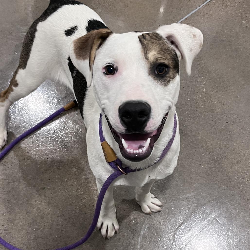 Enlarge Tey, a Adoptable mixed breed in Washburn, MO image 1/2