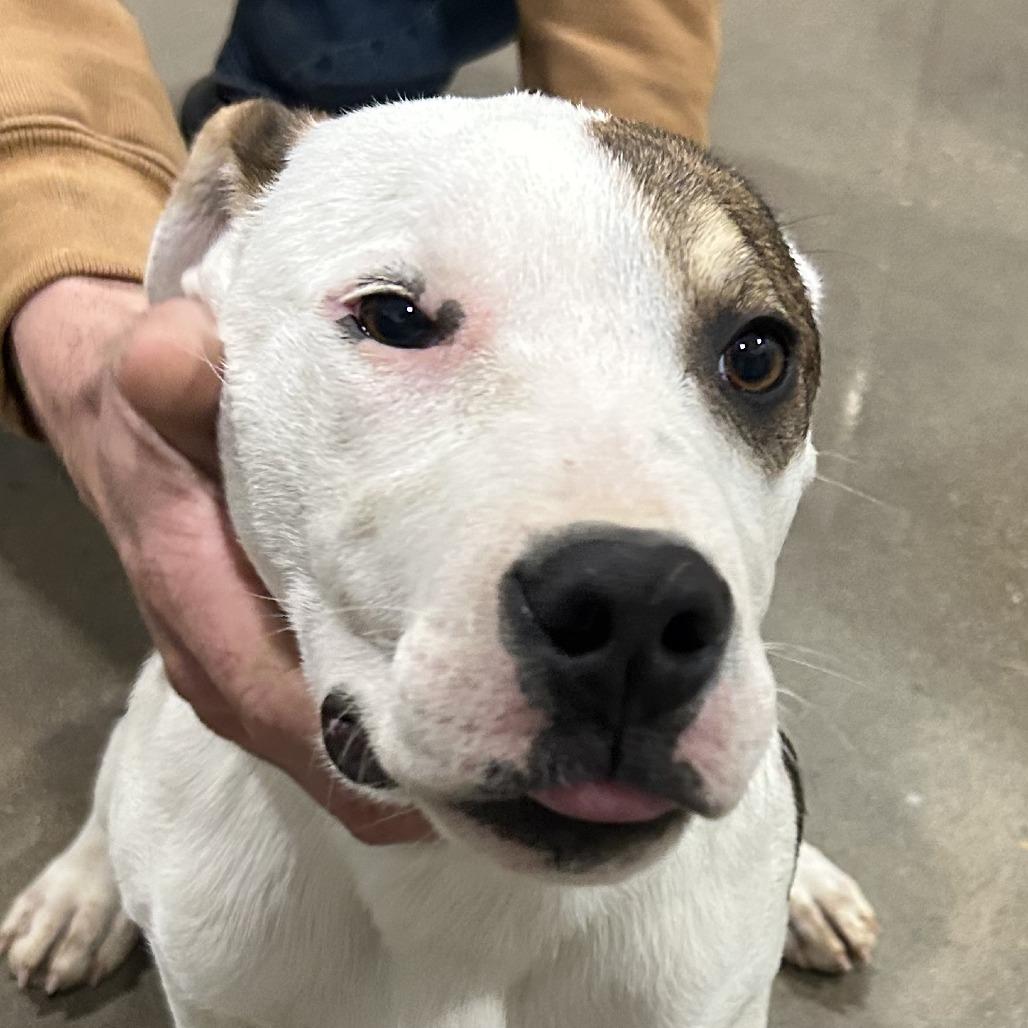Enlarge Tey, a Adoptable mixed breed in Washburn, MO image 2/2