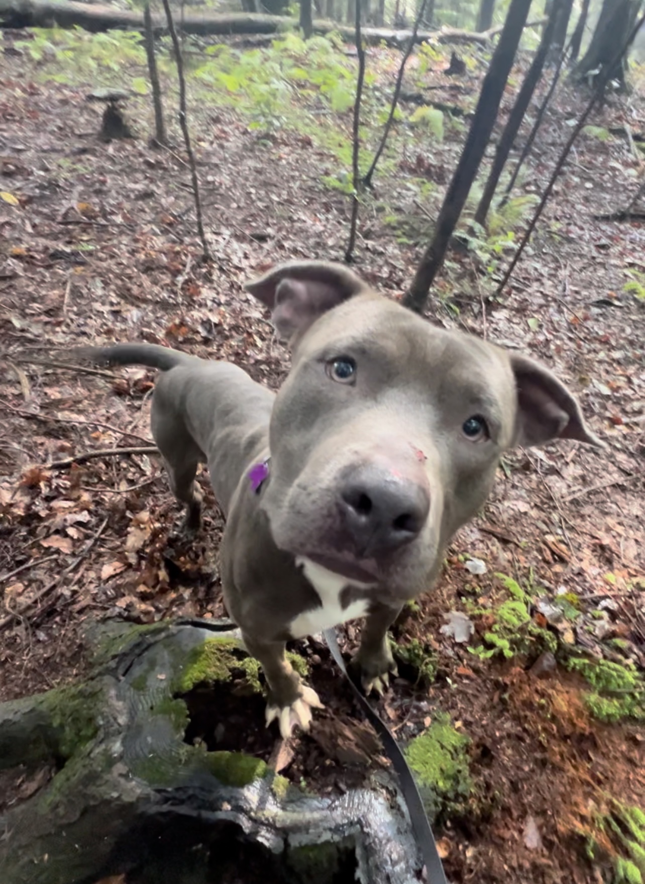 Enlarge VAUGHN, a Adoptable Pit Bull Terrier in Millerstown, PA image 1/6