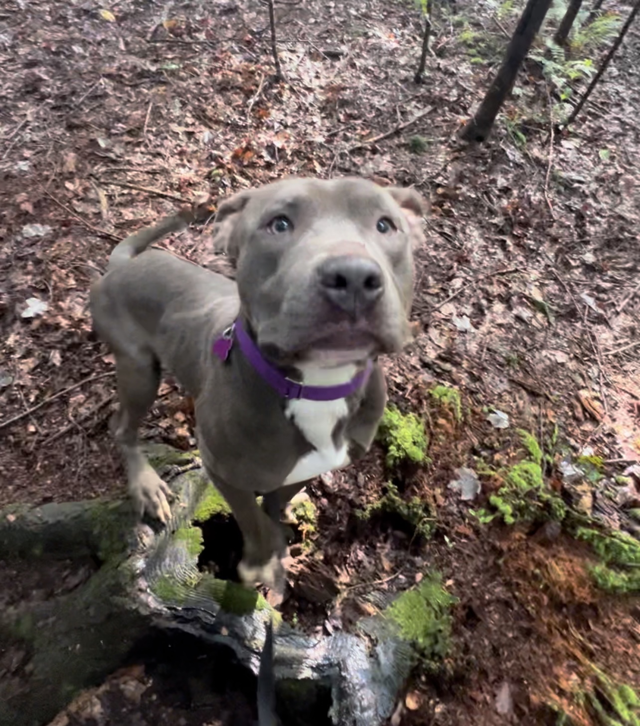 Enlarge VAUGHN, a Adoptable Pit Bull Terrier in Millerstown, PA image 2/6