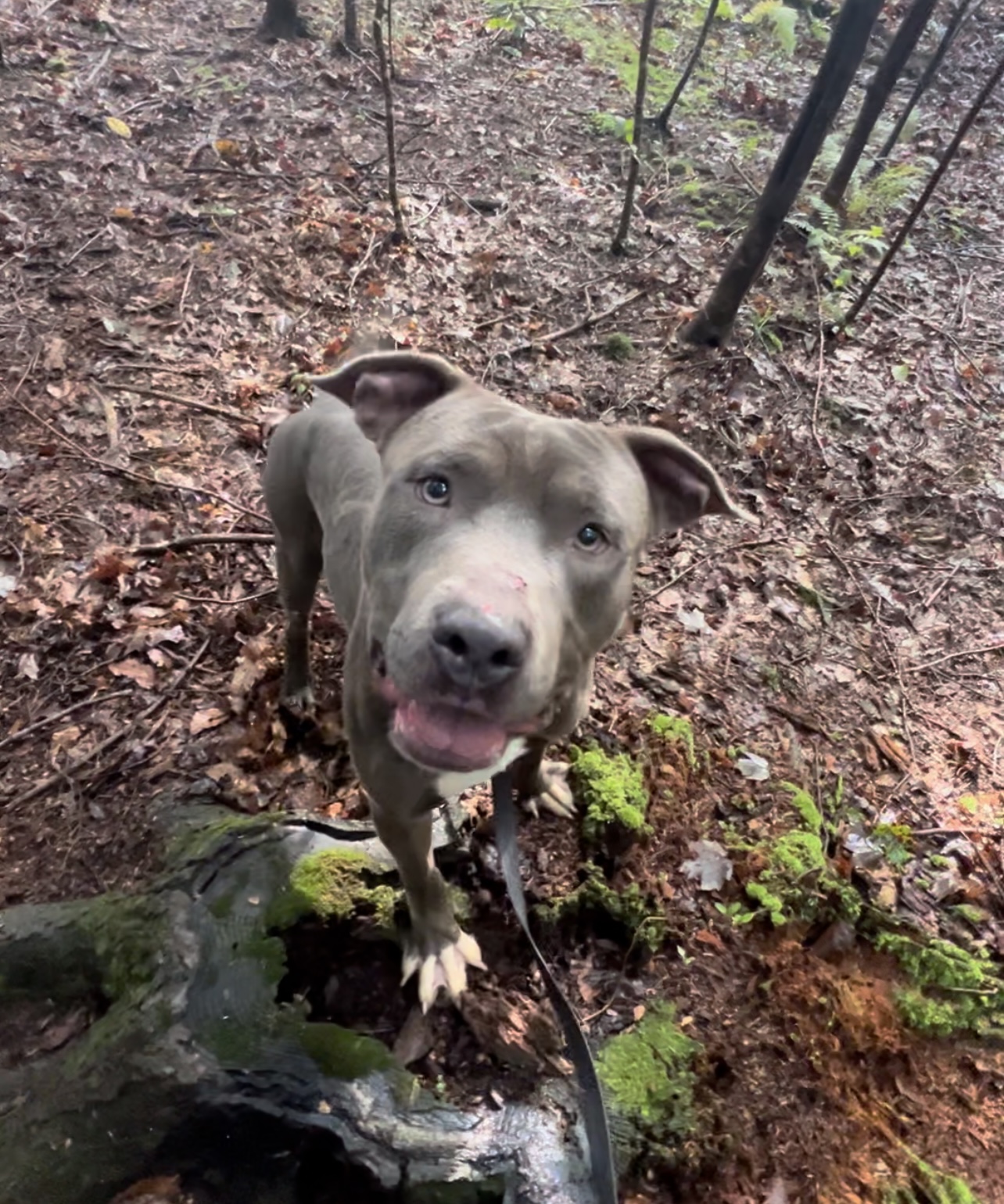 Enlarge VAUGHN, a Adoptable Pit Bull Terrier in Millerstown, PA image 3/6