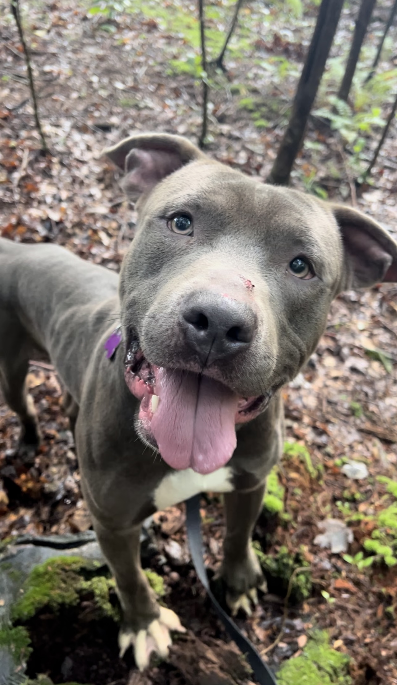 Enlarge VAUGHN, a Adoptable Pit Bull Terrier in Millerstown, PA image 5/6