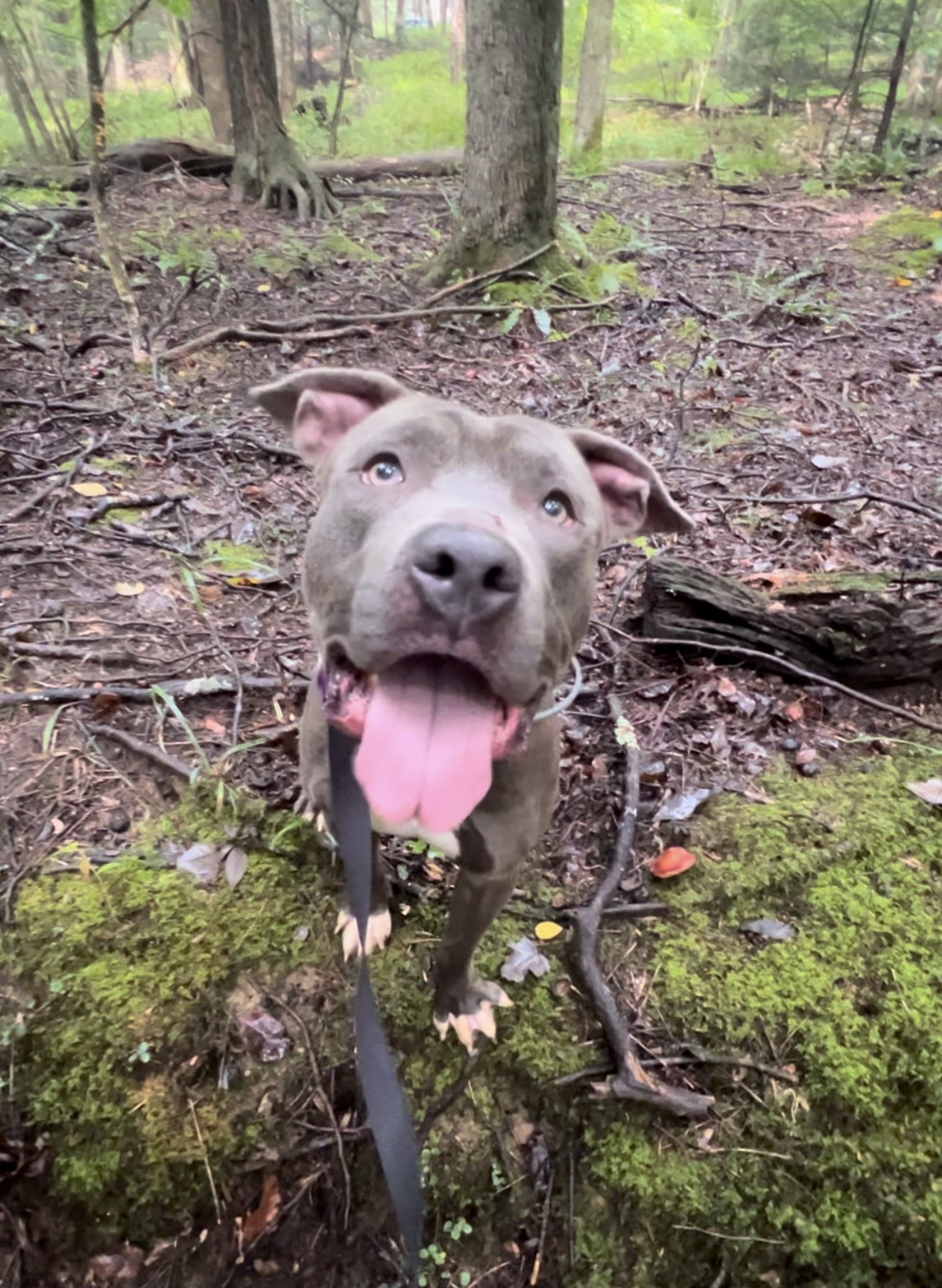 Enlarge VAUGHN, a Adoptable Pit Bull Terrier in Millerstown, PA image 6/6