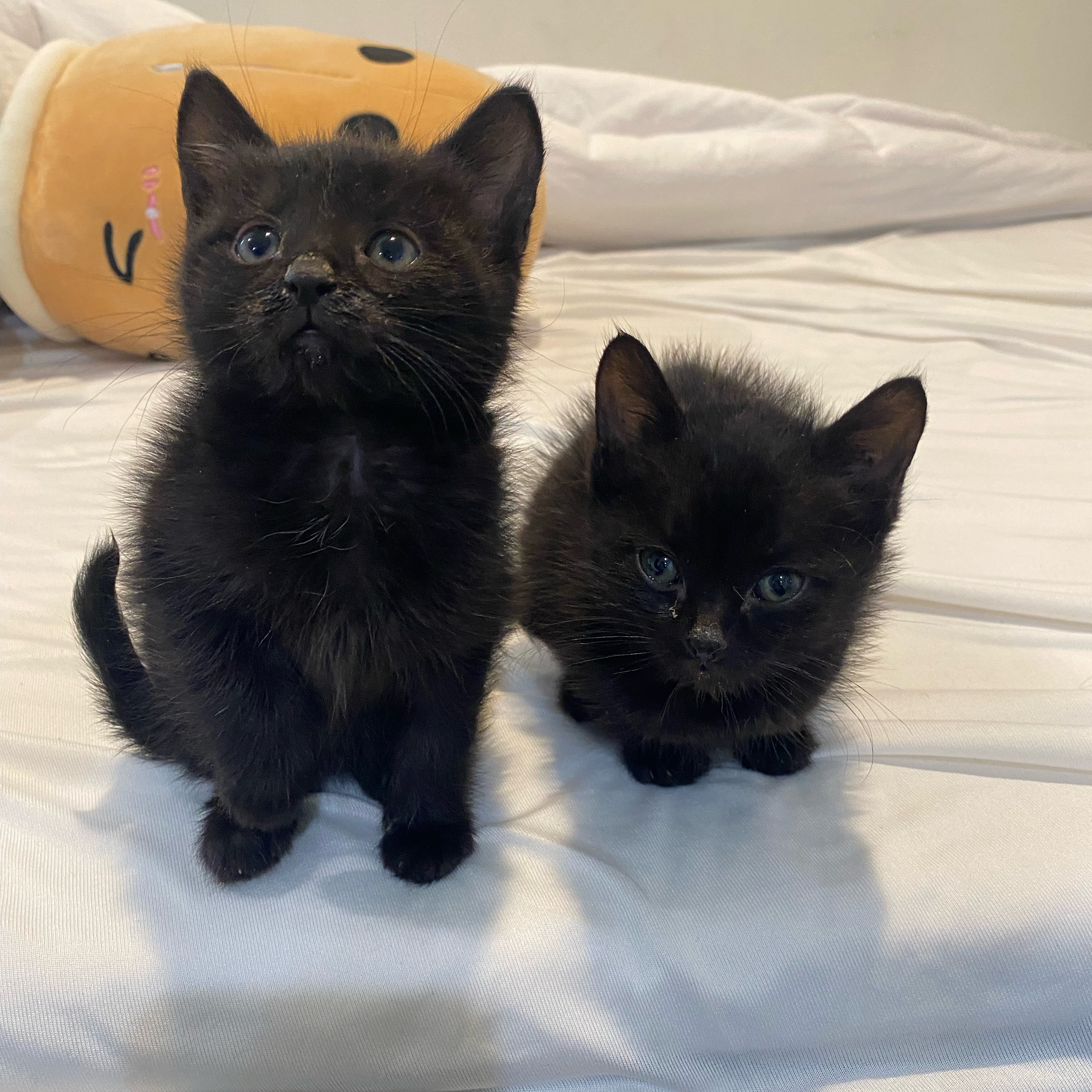 Azura and Astra, a Adopted Bombay in Canoga Park, CA image 1/3