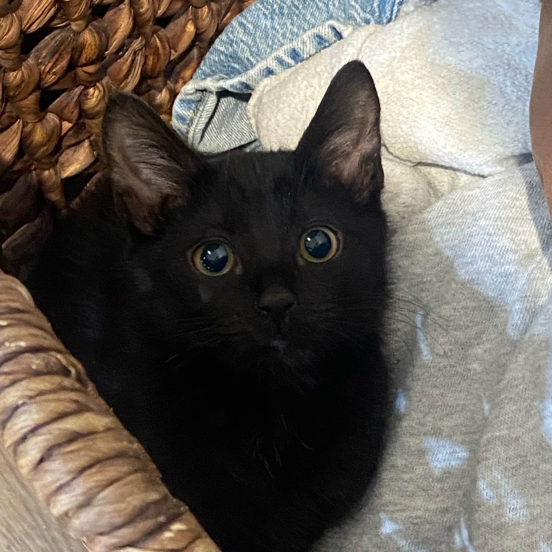 Azura and Astra, a Adopted Bombay in Canoga Park, CA image 2/3