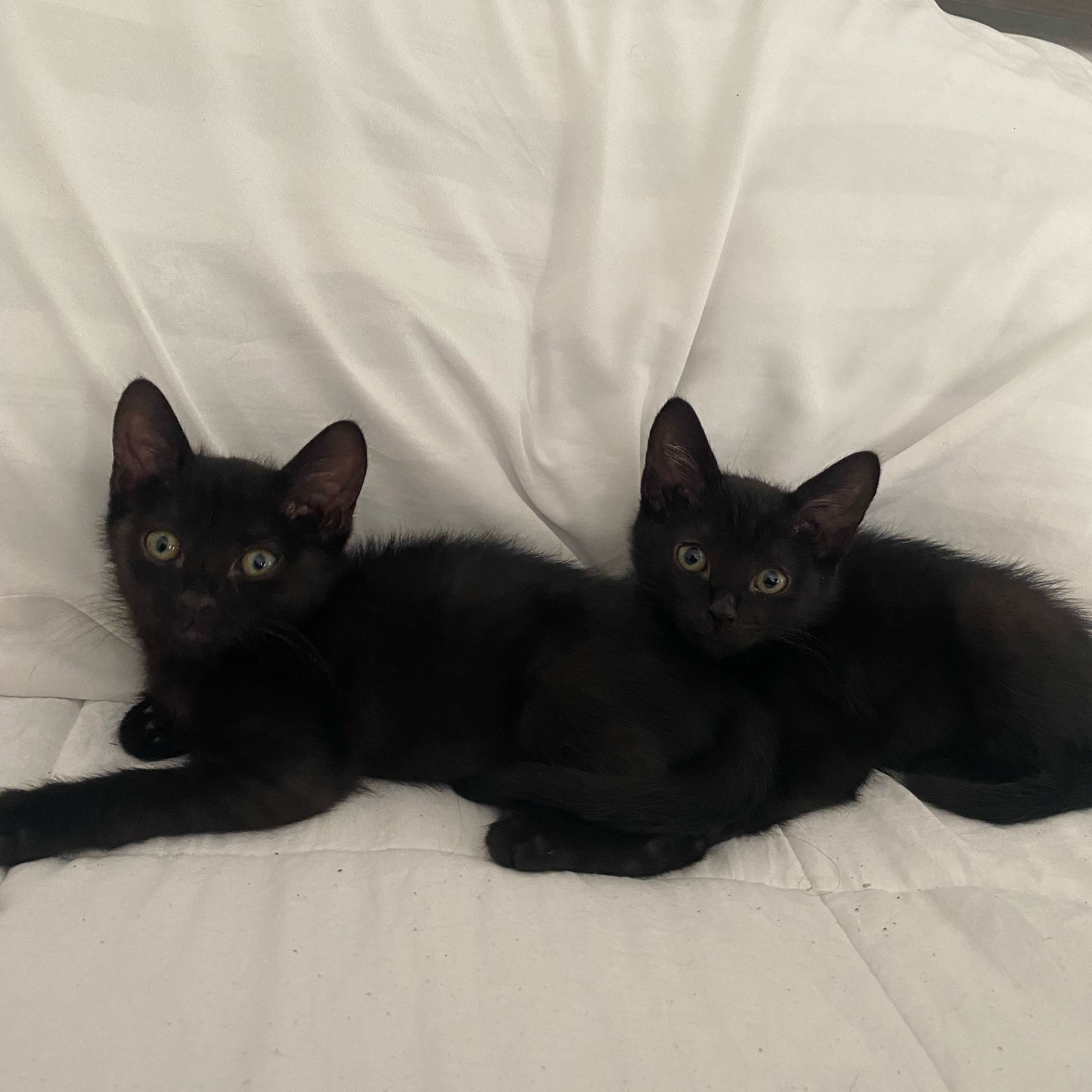 Azura and Astra, a Adopted Bombay in Canoga Park, CA image 3/3