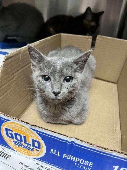 Landon, Adoptable, Kitten Female Domestic Short Hair & Domestic Short Hair.