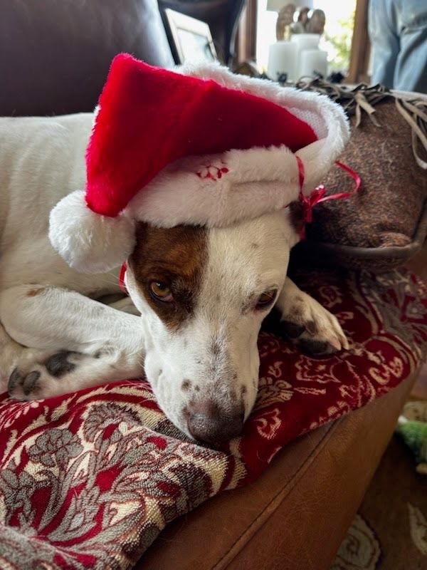 Izzy, Adoptable, Adult Female Cattle Dog.