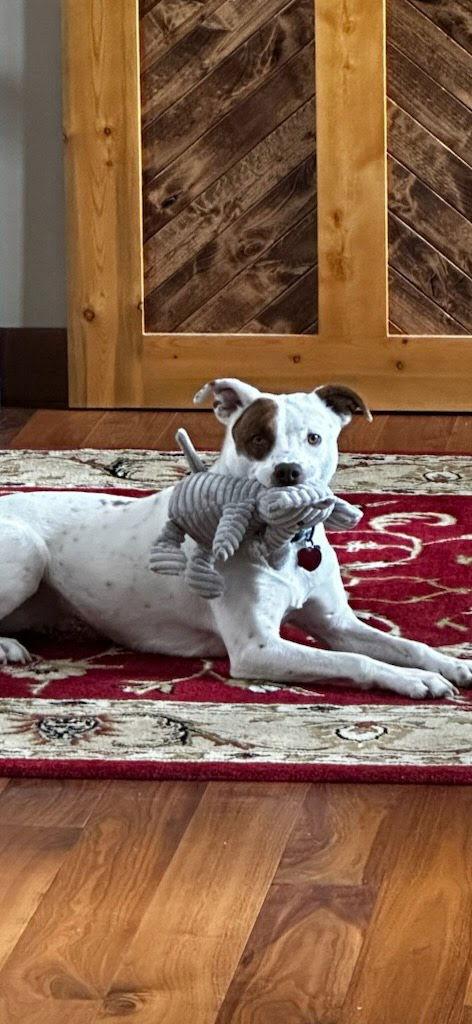 Izzy, Adoptable, Adult Female Cattle Dog.