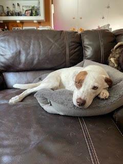 Izzy, a Adoptable Cattle Dog in Winter Park, CO image 2/3