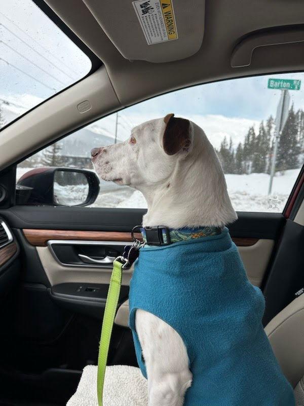 Izzy, a Adoptable Cattle Dog in Winter Park, CO image 3/3