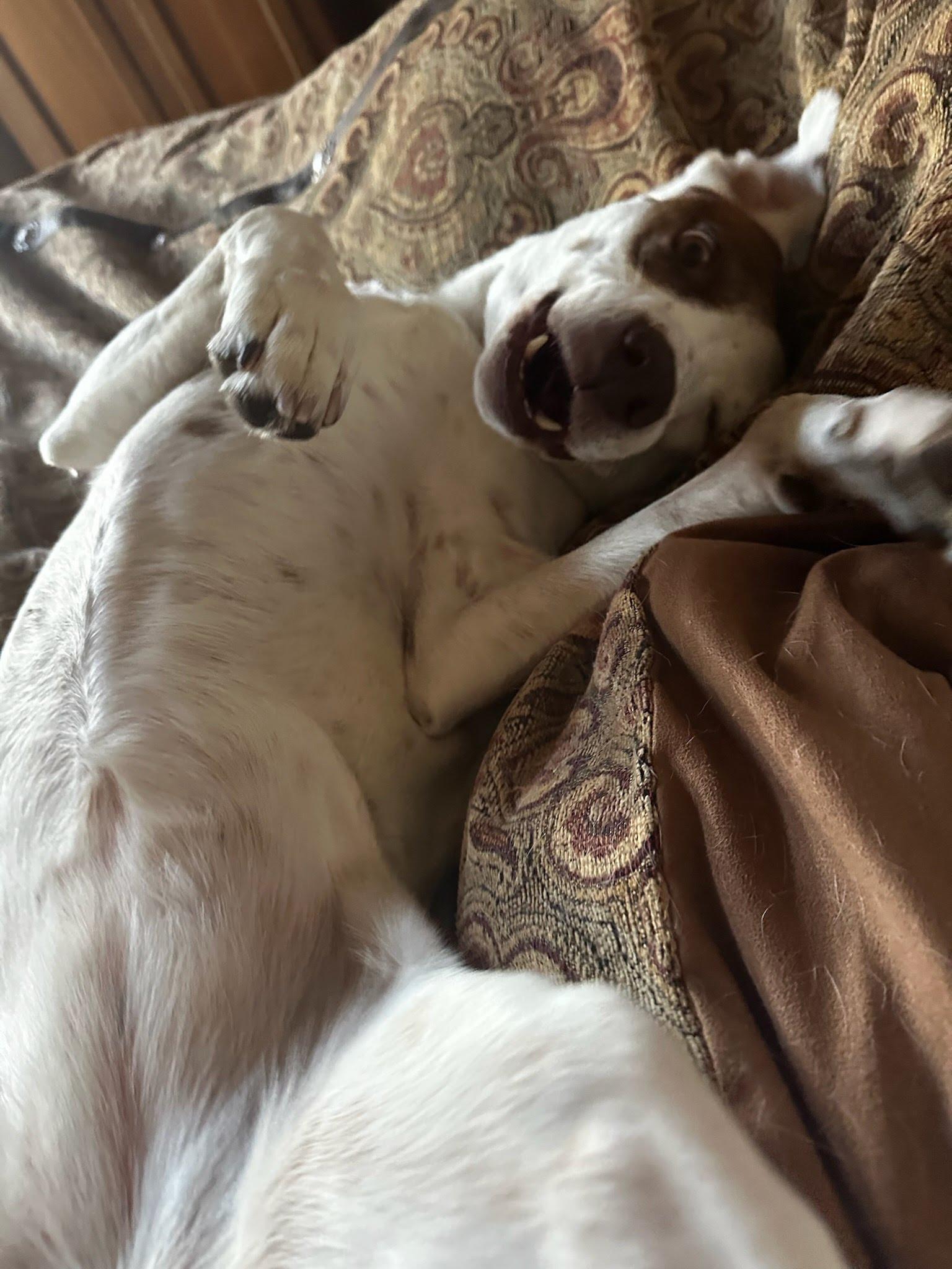 Enlarge Izzy, a Adoptable Cattle Dog in Winter Park, CO image 2/3
