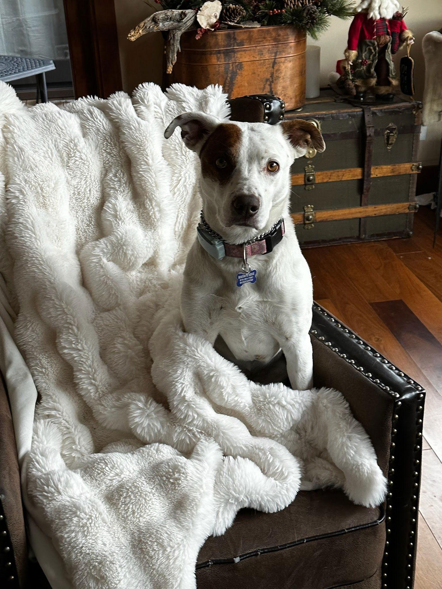 Enlarge Izzy, a Adoptable Cattle Dog in Winter Park, CO image 3/3