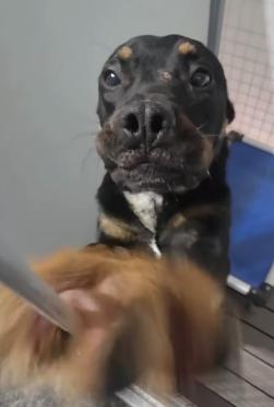 Enlarge Toast, a ADOPTABLE Pit Bull Terrier in Frazier Park, CA image 4/4