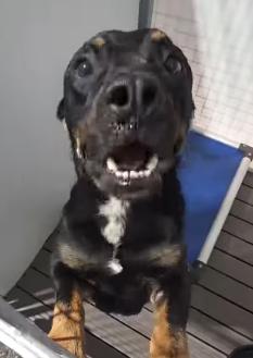 Enlarge Toast, a ADOPTABLE Pit Bull Terrier in Frazier Park, CA image 2/4