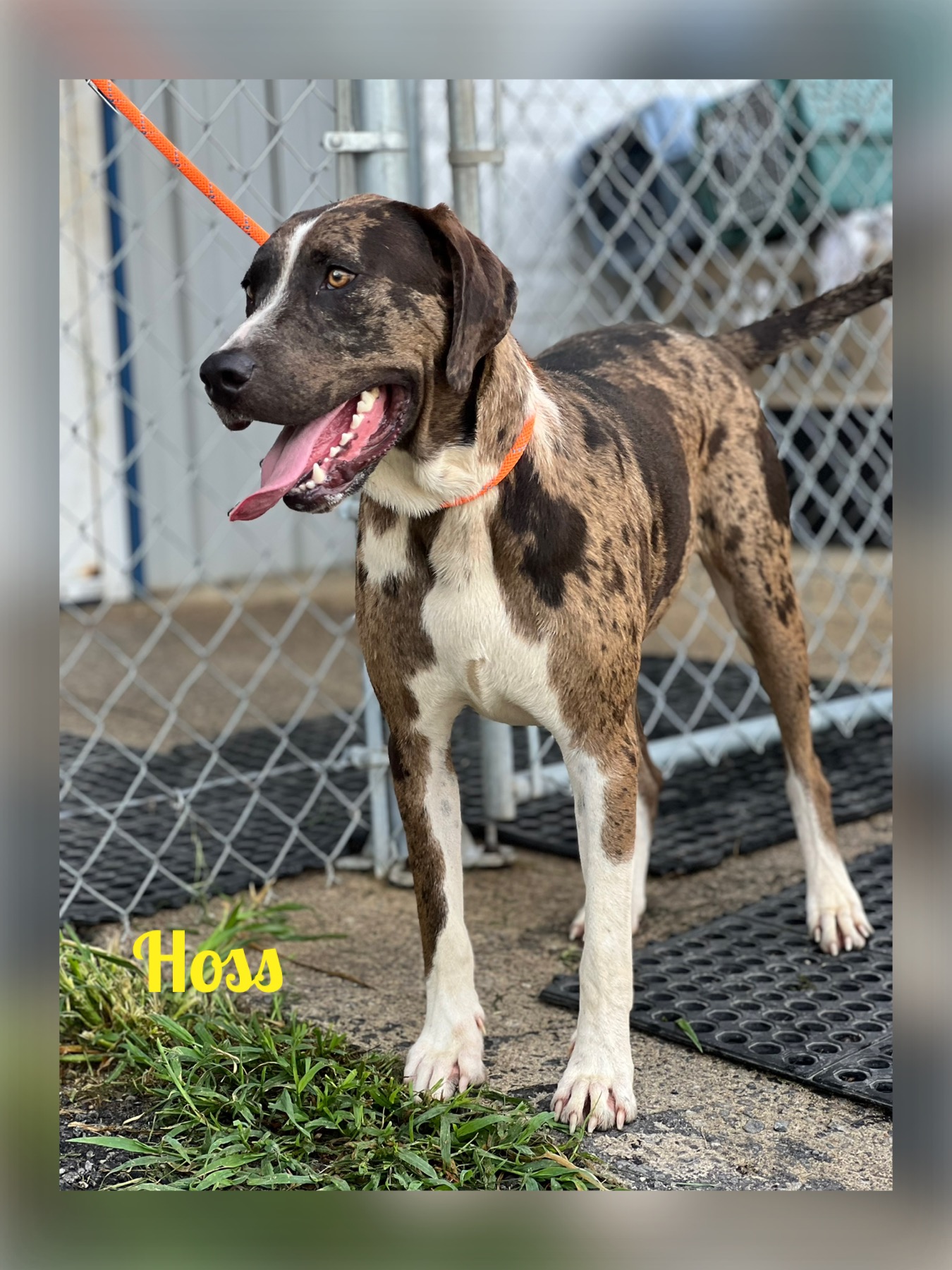 Hoss, a Adopted mixed breed in Blue Ridge, GA image 1/6