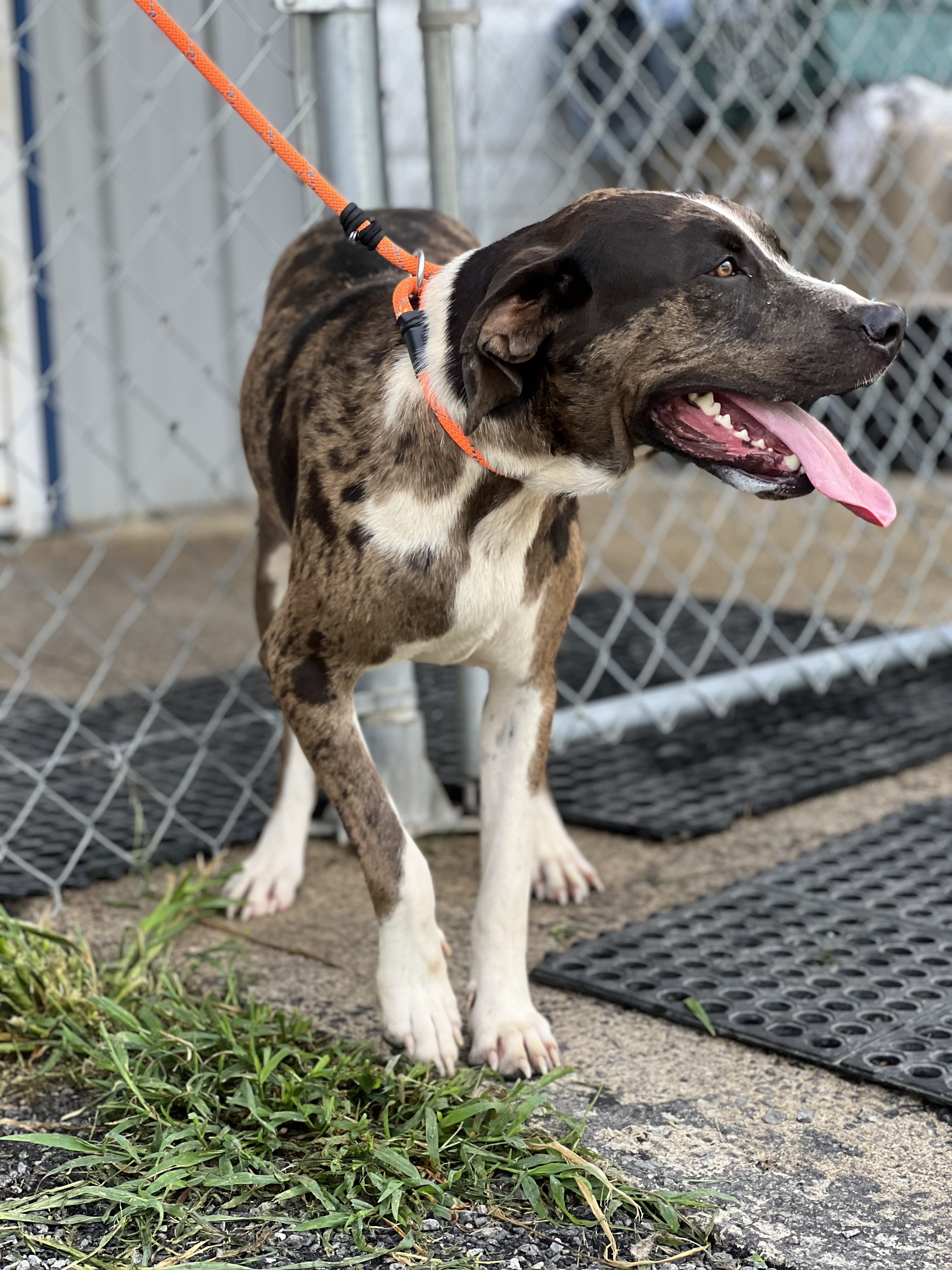 Hoss, a Adopted mixed breed in Blue Ridge, GA image 4/6