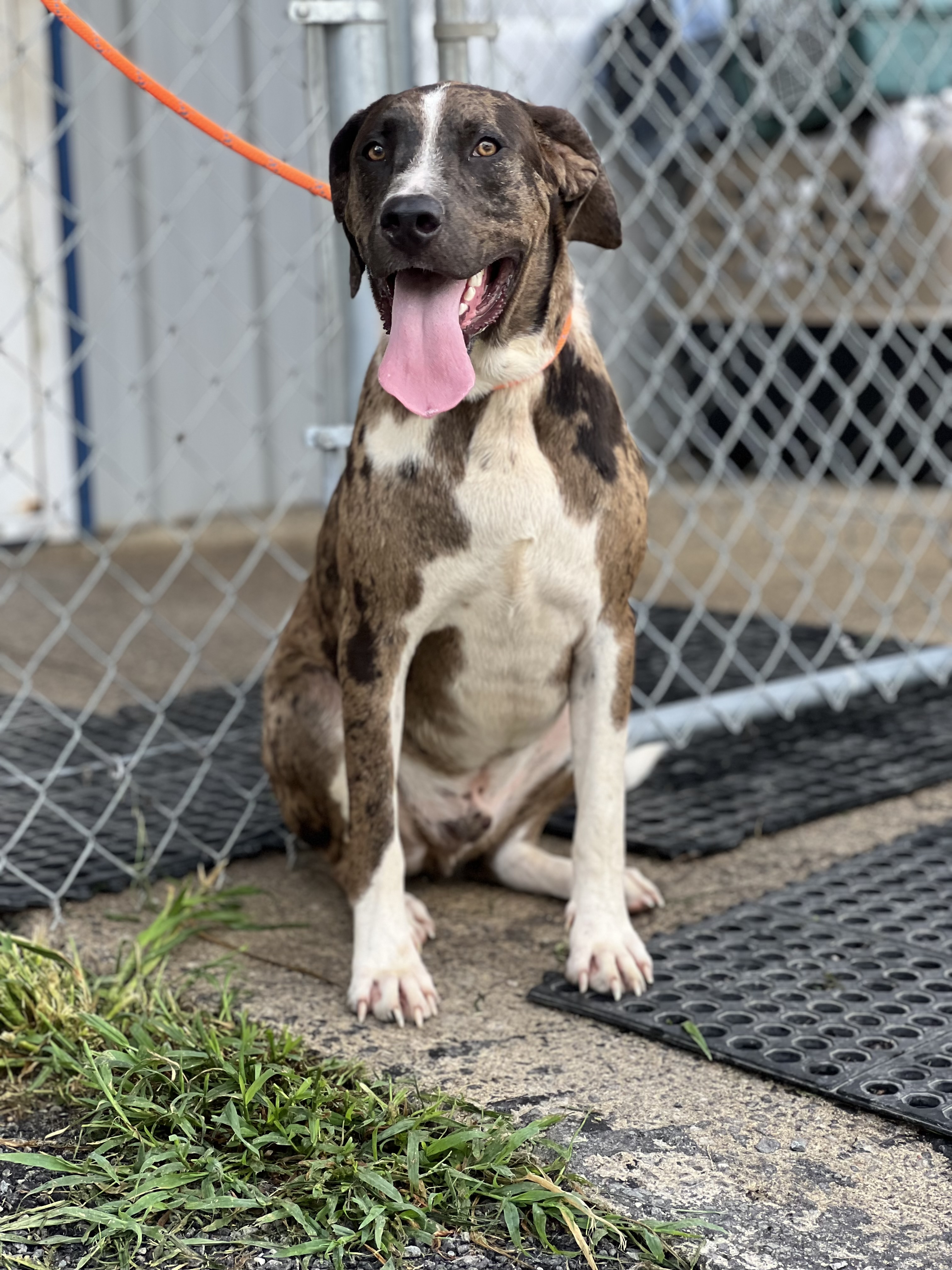 Hoss, a Adopted mixed breed in Blue Ridge, GA image 2/6
