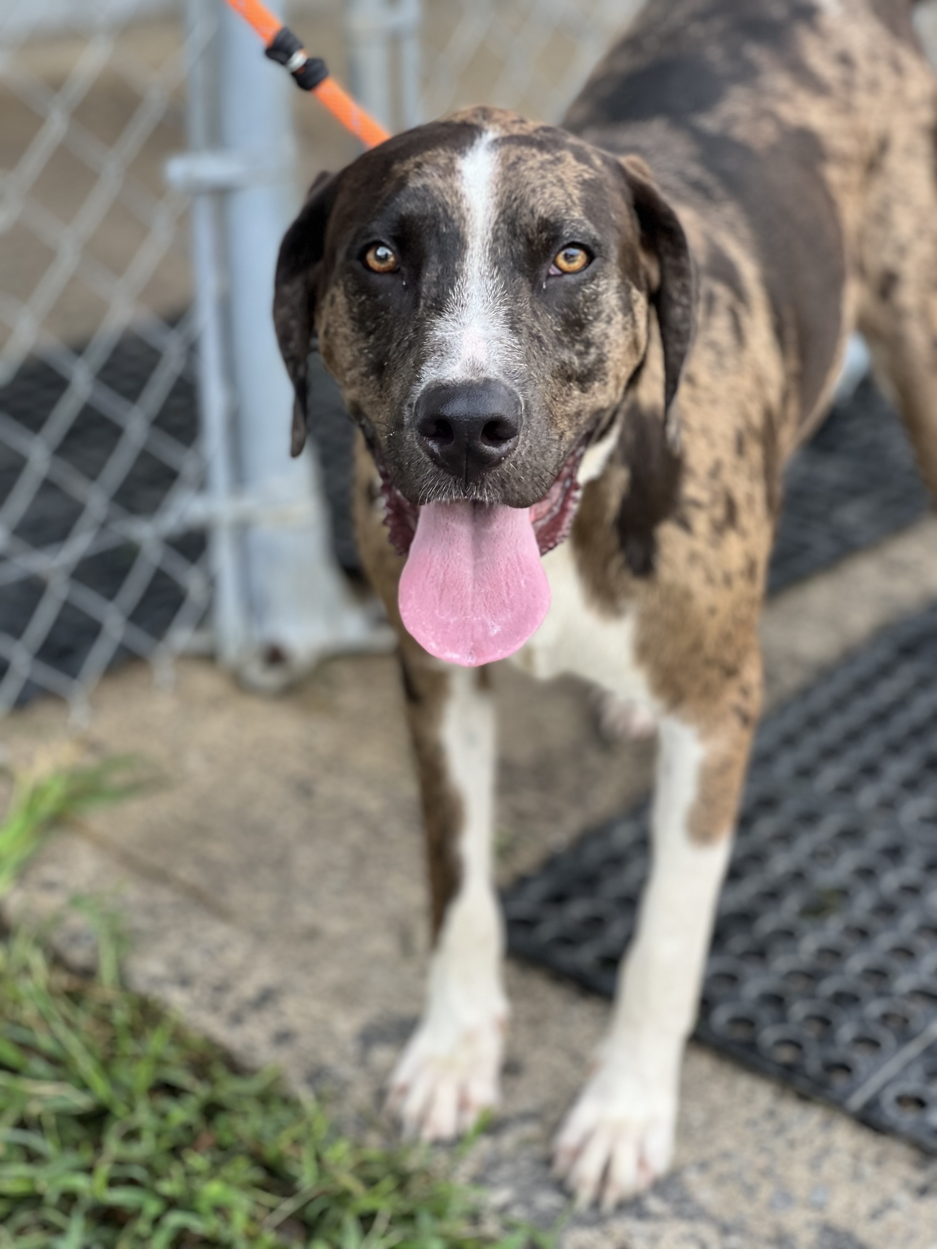 Hoss, a Adopted mixed breed in Blue Ridge, GA image 6/6