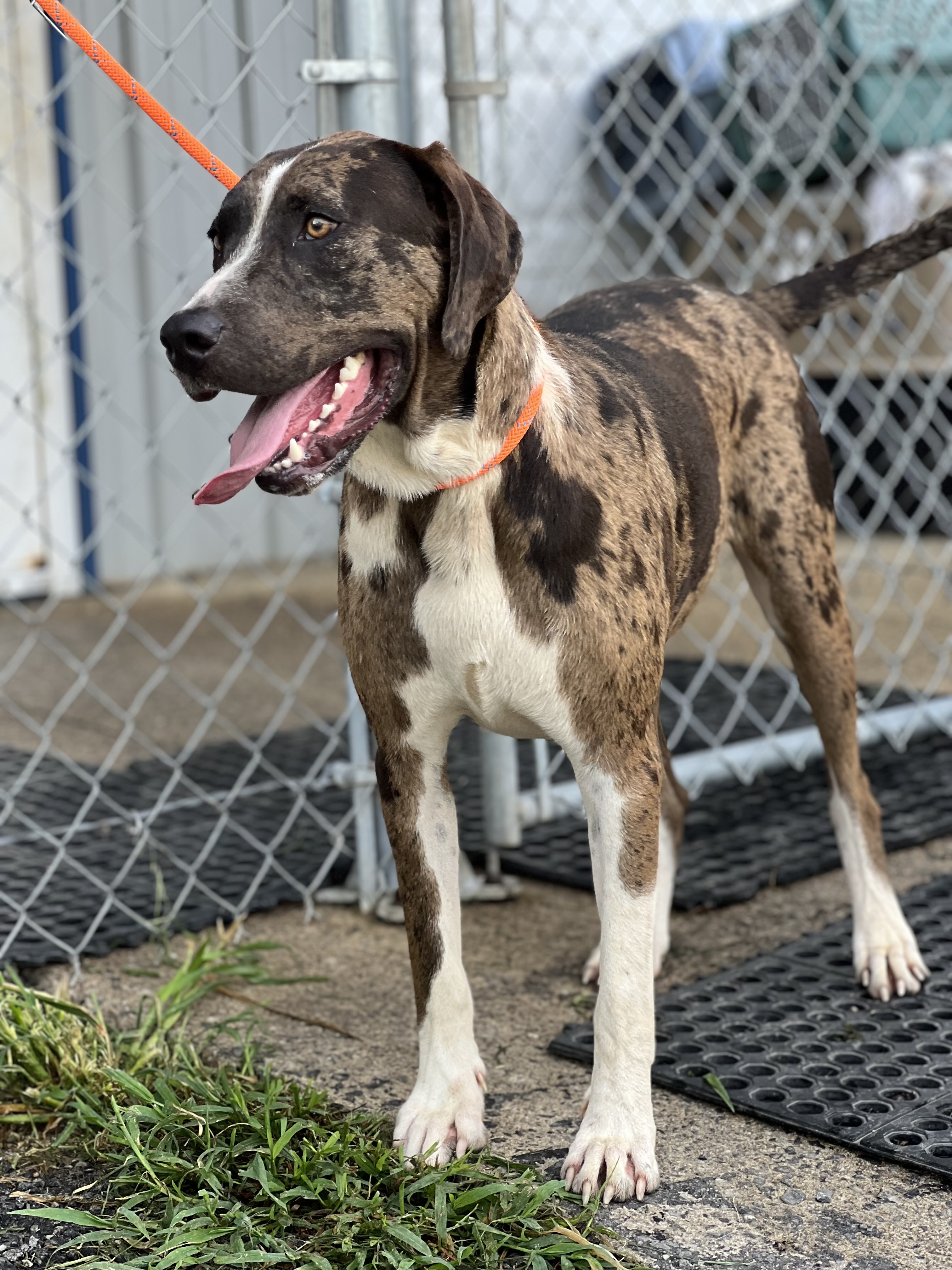 Hoss, a Adopted mixed breed in Blue Ridge, GA image 5/6