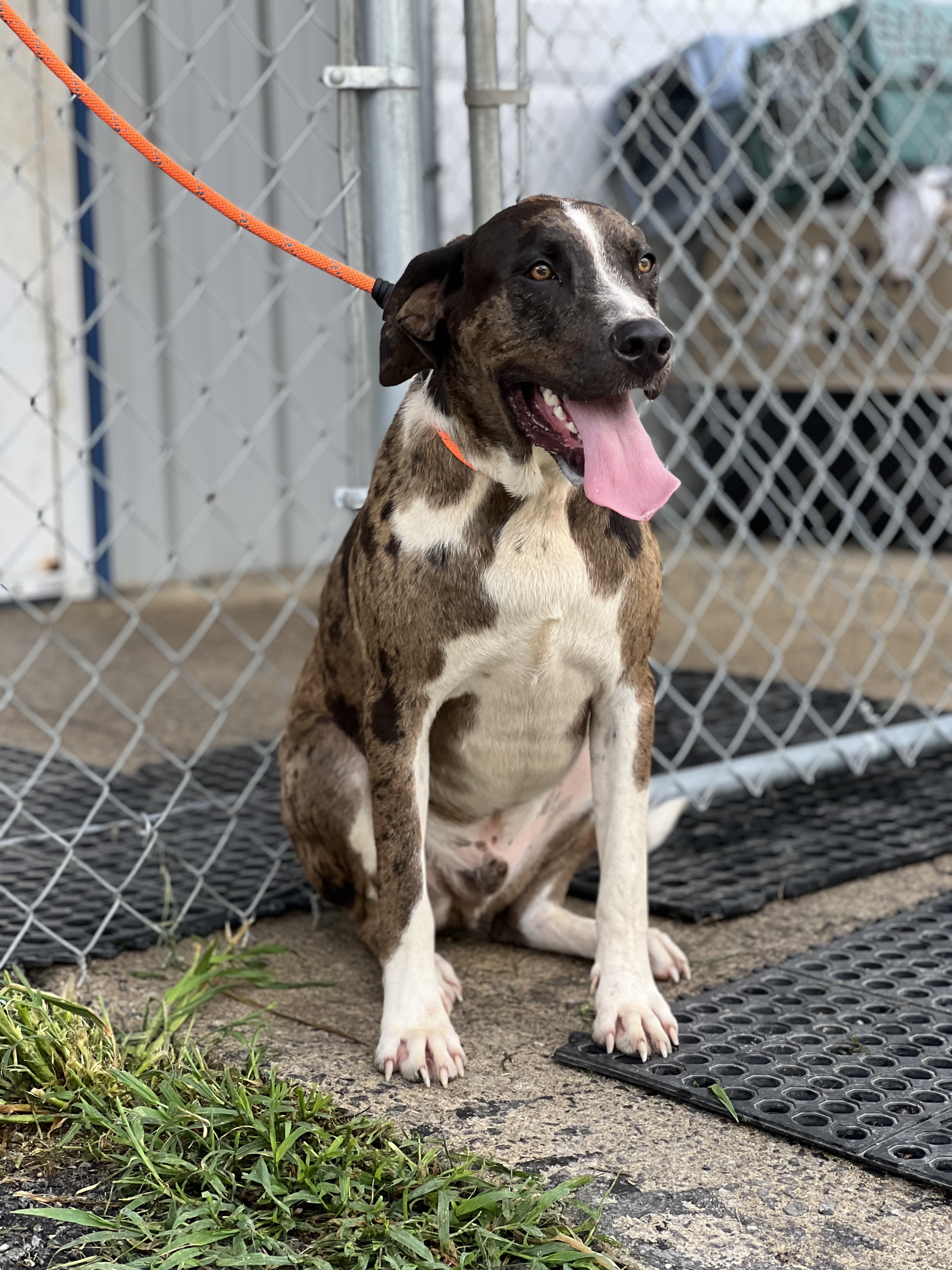 Hoss, a Adopted mixed breed in Blue Ridge, GA image 3/6