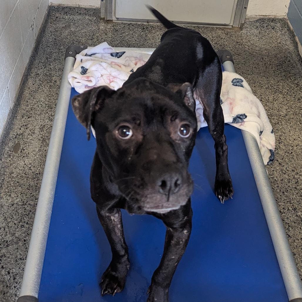 Enlarge Pablo, a Adoptable Mixed Breed in Jeffersonville, IN image 2/2