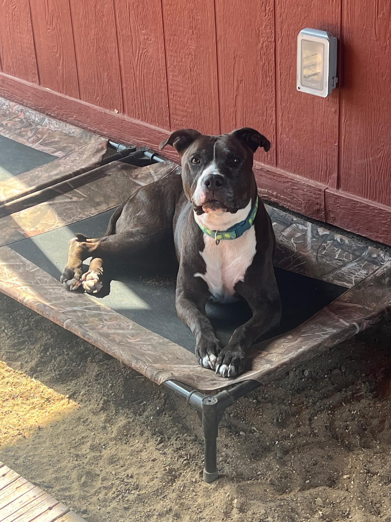 Enlarge Darma, a Adoptable mixed breed in SHERIDAN, WY image 1/2