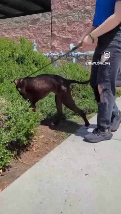 Enlarge Darma, a Adoptable mixed breed in SHERIDAN, WY video 2/2