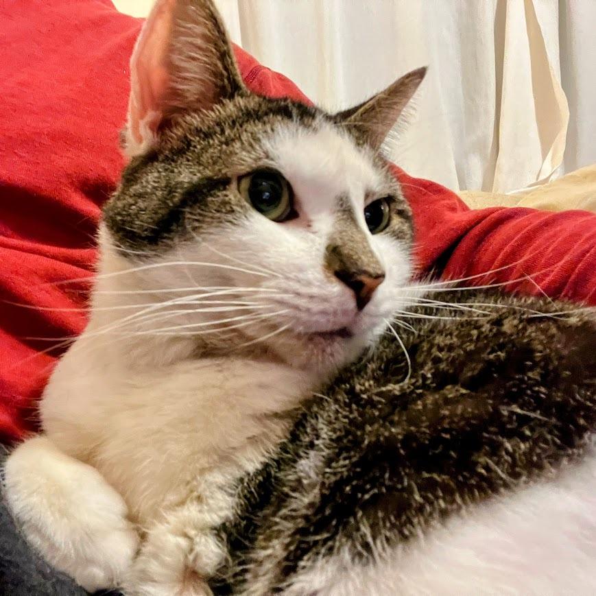 Banana Split, Adoptable, Senior Female Domestic Short Hair.