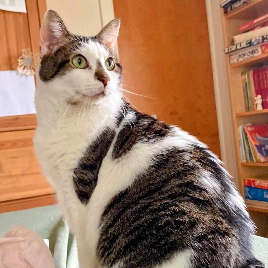 Banana Split, Adoptable, Senior Female Domestic Short Hair.