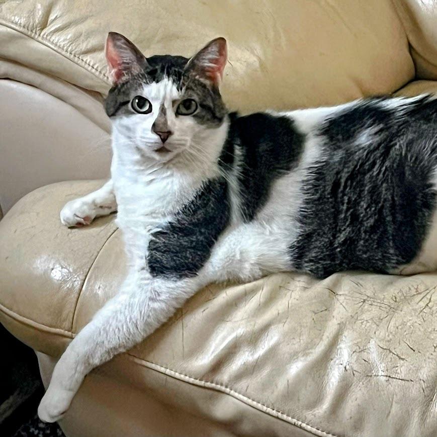 Enlarge Banana Split, a Adoptable Domestic Short Hair in Charlottesville, VA image 3/6