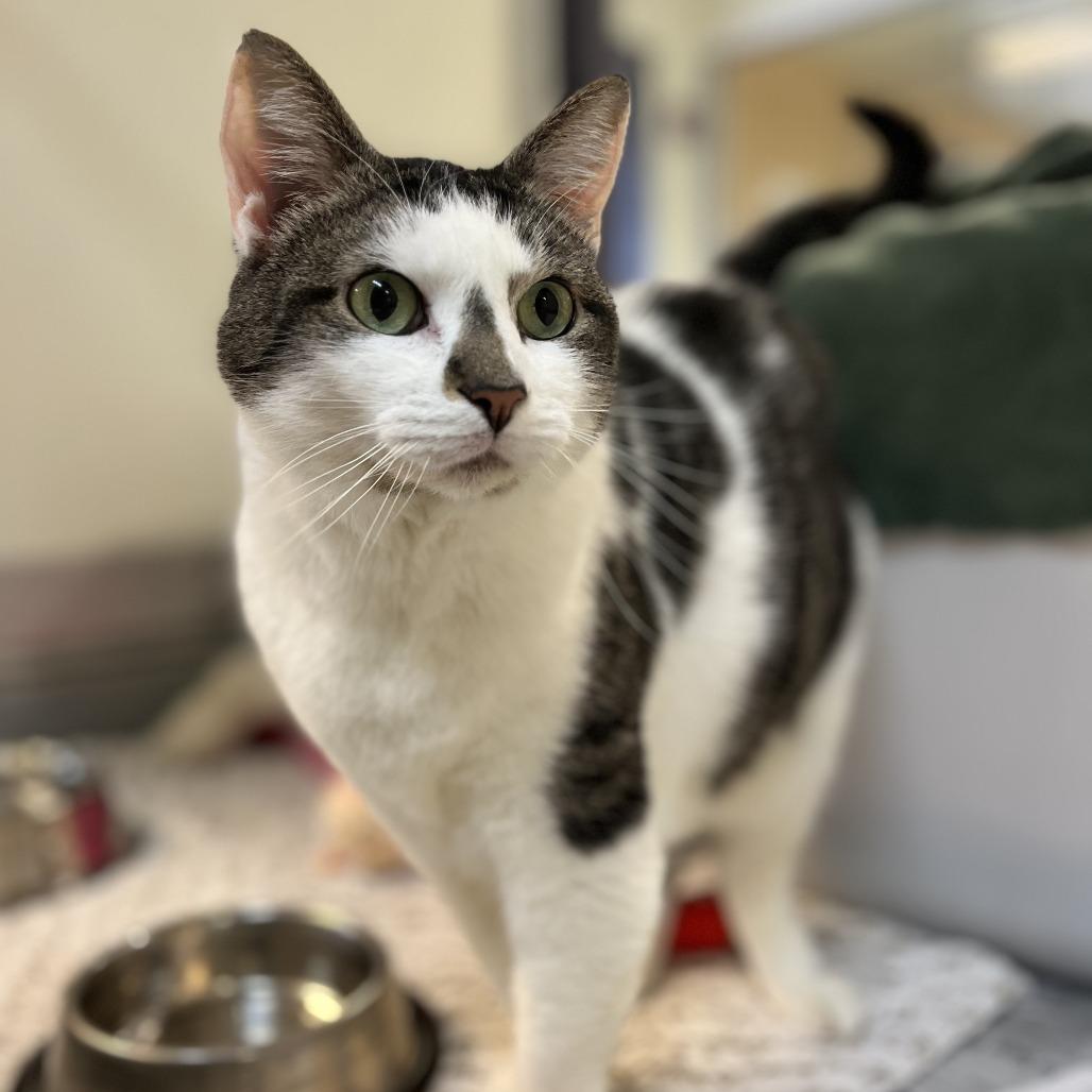 Enlarge Banana Split, a Adoptable Domestic Short Hair in Charlottesville, VA image 3/6