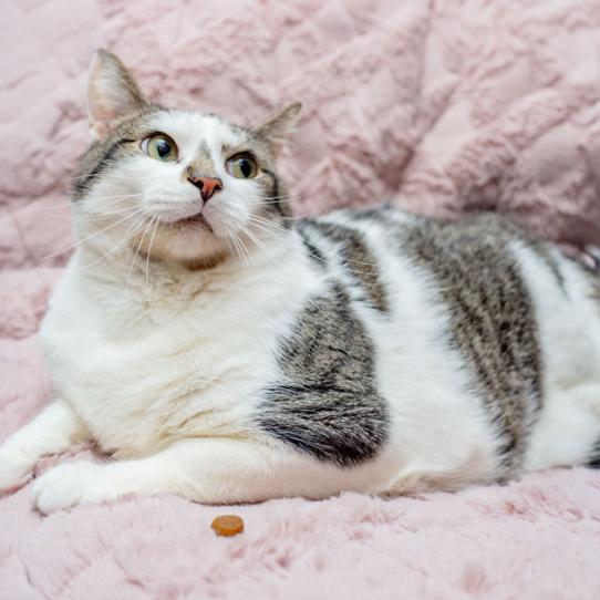 Enlarge Banana Split, a Adoptable Domestic Short Hair in Charlottesville, VA image 4/6