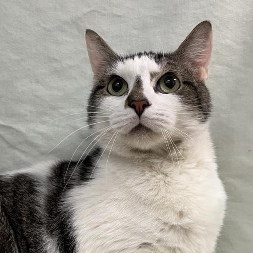 Enlarge Banana Split, a Adoptable Domestic Short Hair in Charlottesville, VA image 5/6