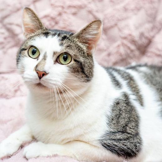 Enlarge Banana Split, a Adoptable Domestic Short Hair in Charlottesville, VA image 6/6